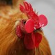 Occhiali anticannibalismo per galline confezione da 10 pz
