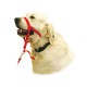 THE COMPANY OF ANIMALS Collare / Museruola da addestramento in nylon Tg.3 Collo 40-45 cm per Cane